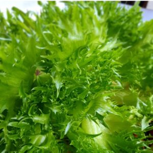 Salat - Meerimõisa aiand Harjumaal