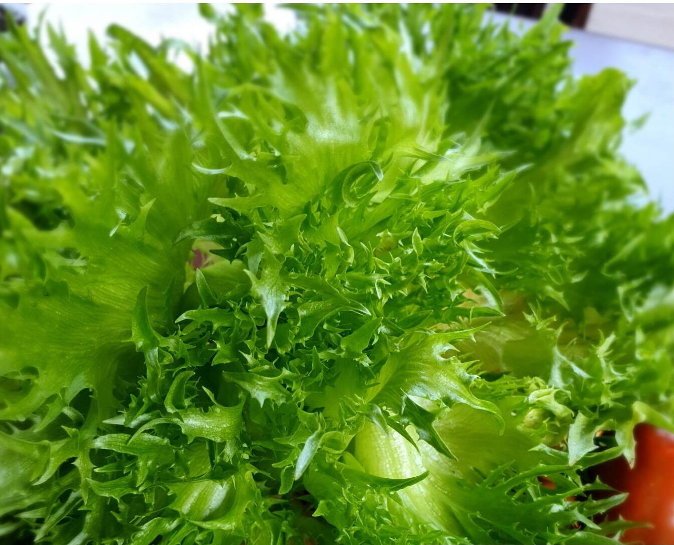 Salat