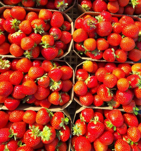Maasikas