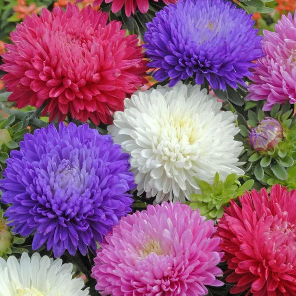 Aster - Meerimõisa aiand Harjumaal